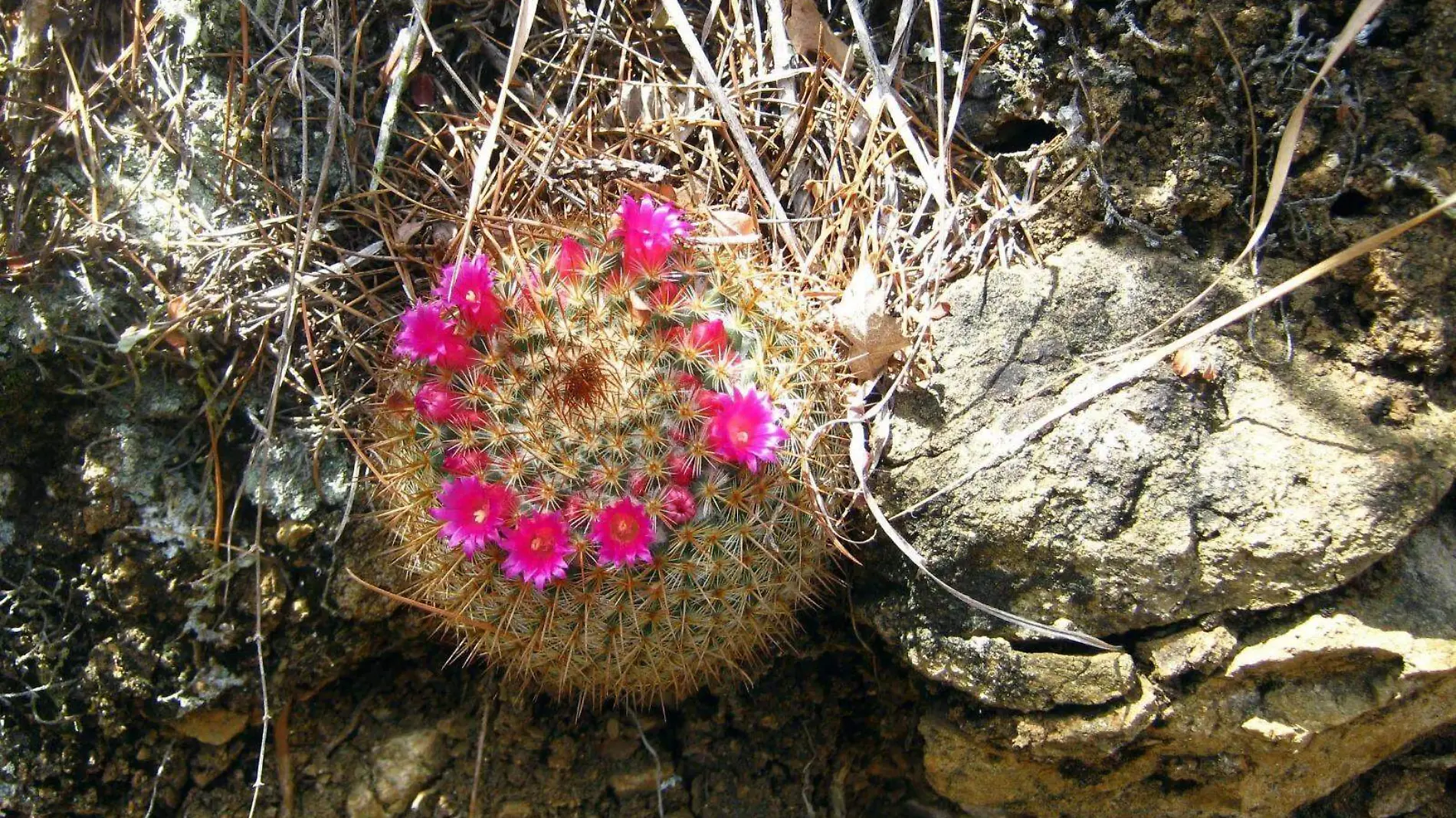 PLANTAS ENDEMICAS 01 Cortesia RBTC